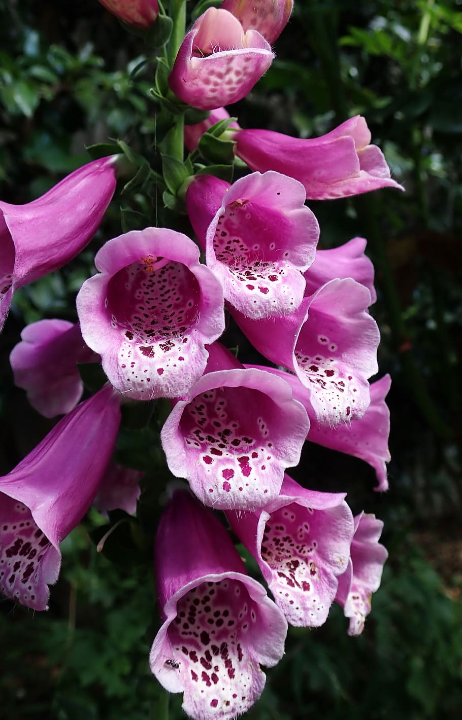 Flower, Foxglove, Digitalis, Garden, Nature, Growth, - HD Wallpaper 