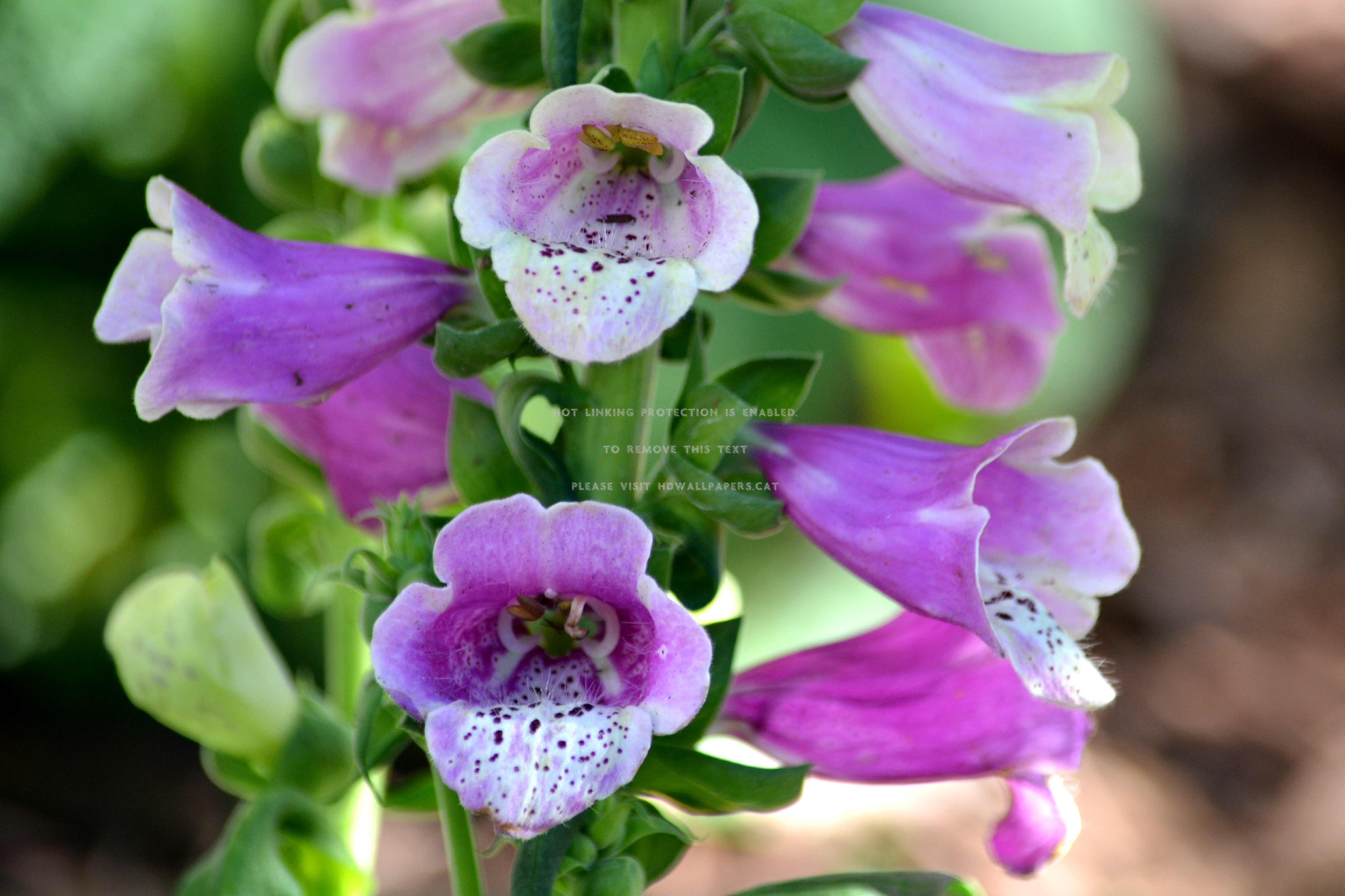 Pink Foxglove Flower Garden Nature - Digitalis - HD Wallpaper 