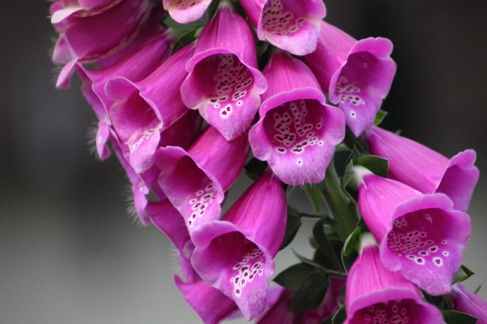 Pink And White Foxgloves Flowers Preview - HD Wallpaper 