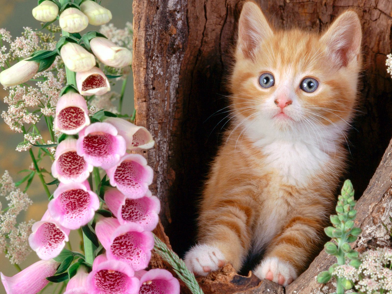 Free Ginger Cat And Foxgloves Wallpaper Free Wallpapers - Beautiful Cute Cats - HD Wallpaper 