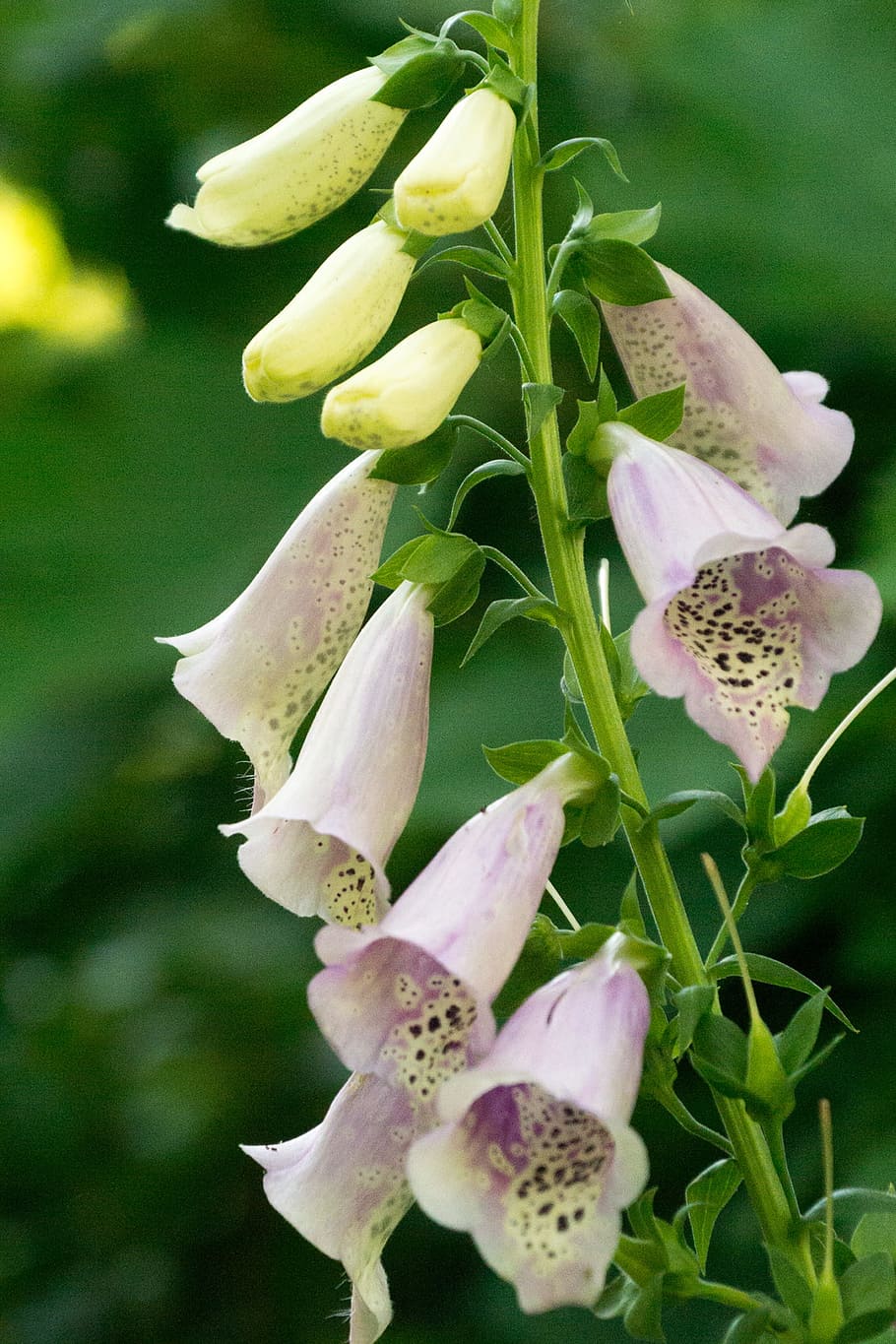 Digitalis Purpurea Blossoms - HD Wallpaper 