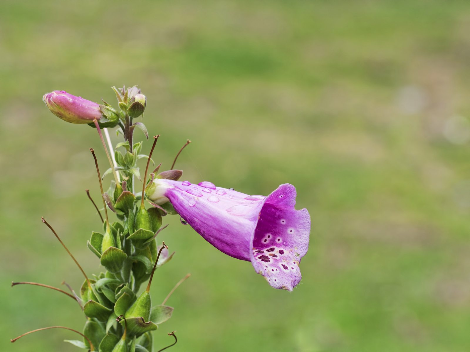 Foxglove Pruning - HD Wallpaper 