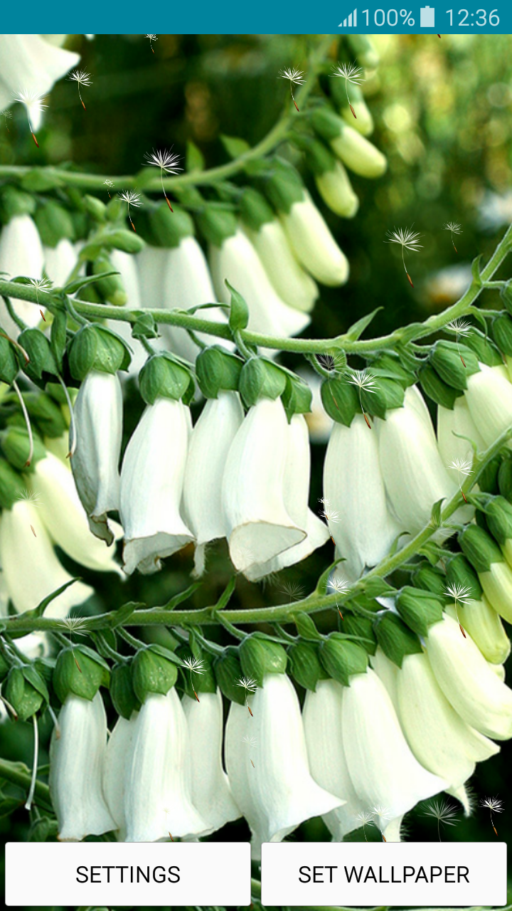 Snowdrop - HD Wallpaper 