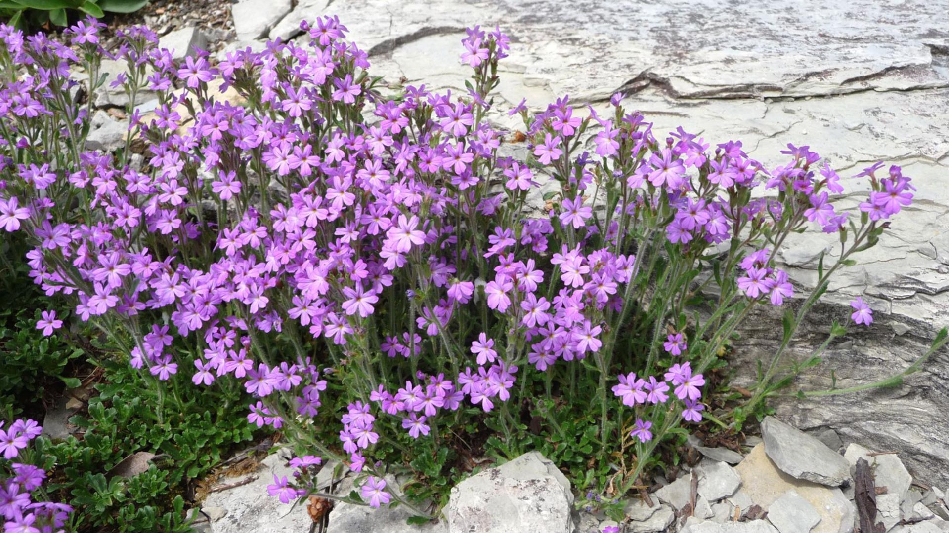 Geranium Cinereum - HD Wallpaper 