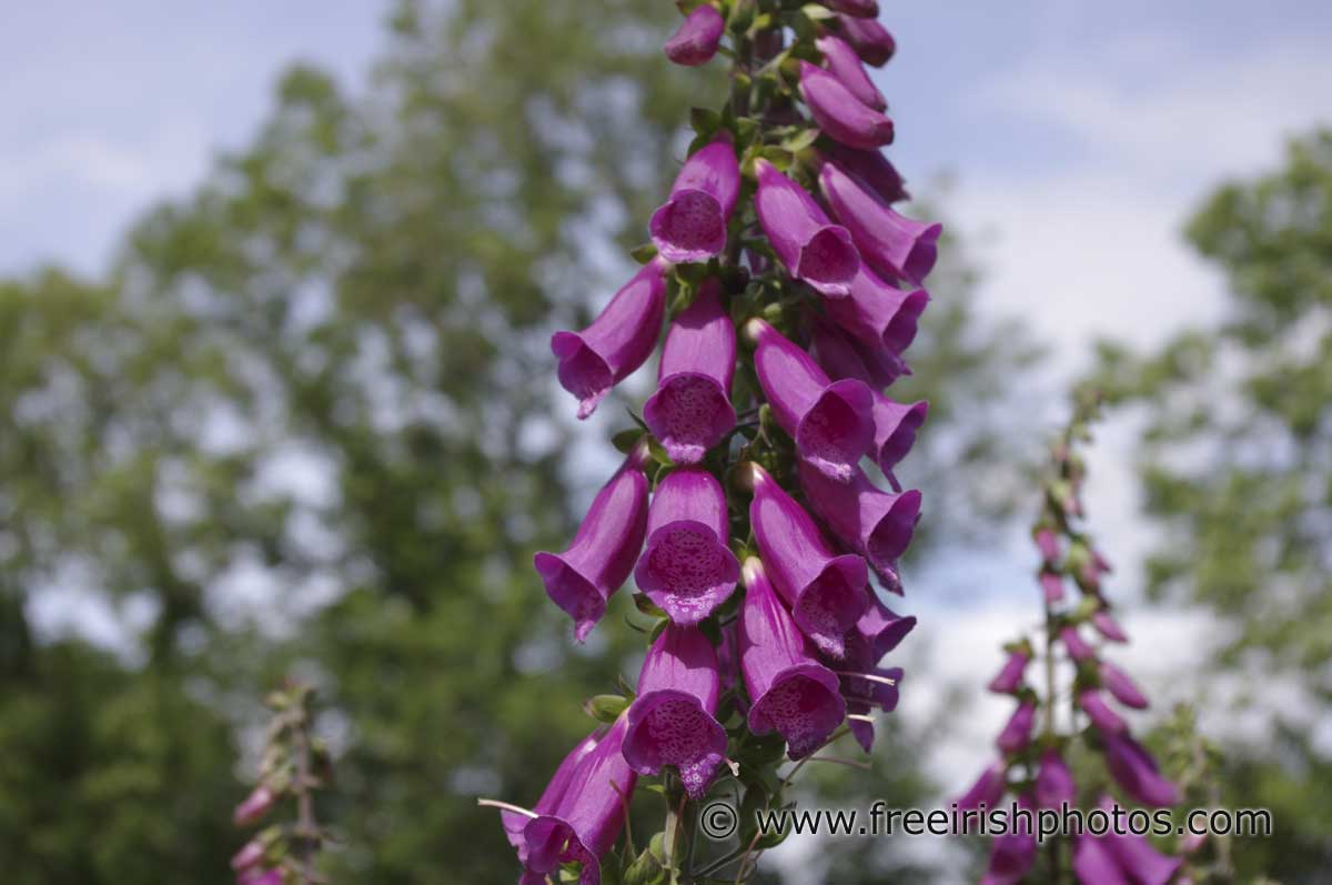 Foxglove Flowers On Sunny Day - Digitalis - HD Wallpaper 