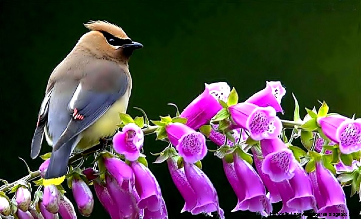 Beautiful Bird Animal Flowers Purple Foxglove Waxwing - Birds - HD Wallpaper 