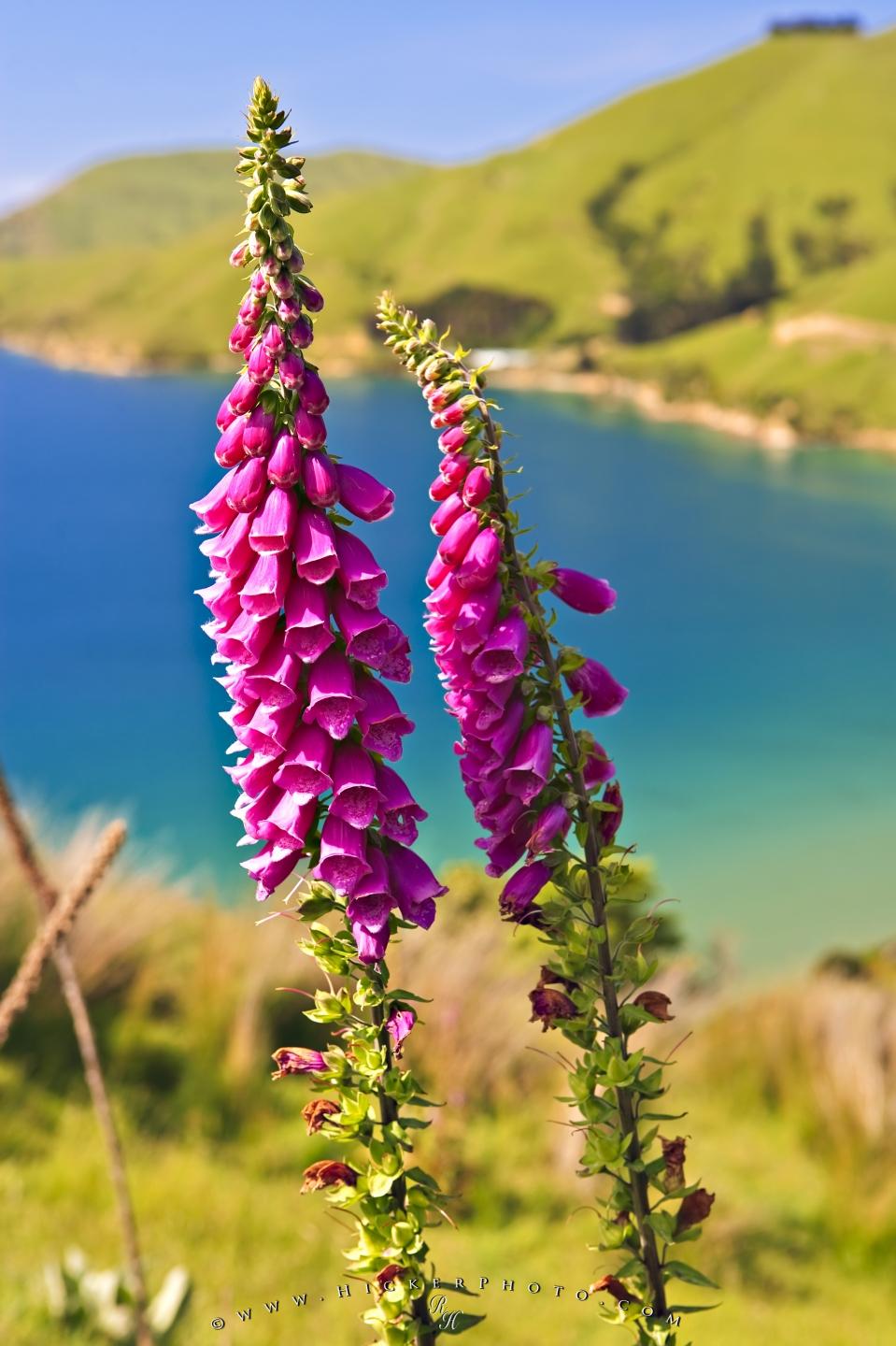 Photo Foxglove Flower Pictures - Foxglove Flower - HD Wallpaper 