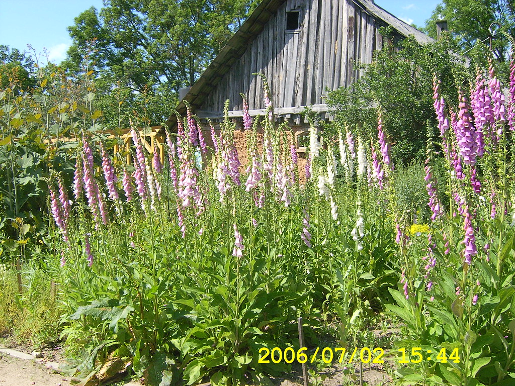 English Lavender - HD Wallpaper 