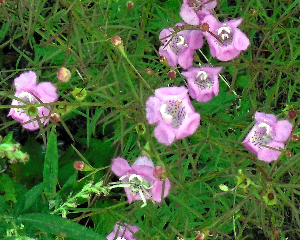 7 Sep - Lilac Hibiscus - HD Wallpaper 