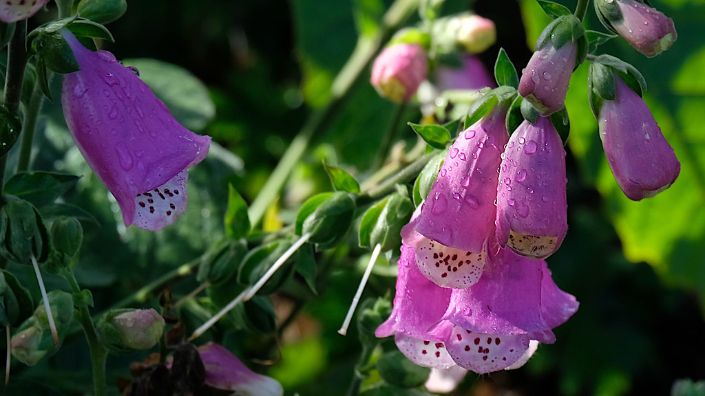 Digitalis - HD Wallpaper 