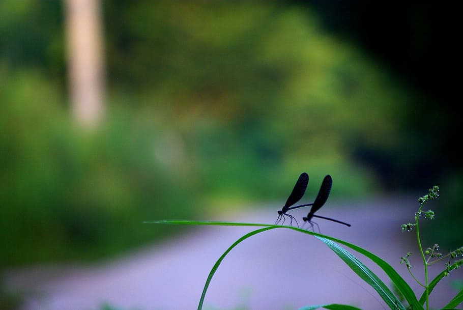 Two Black Dragonflies On Green Linear Leafed Plant, - Macro Photography - HD Wallpaper 