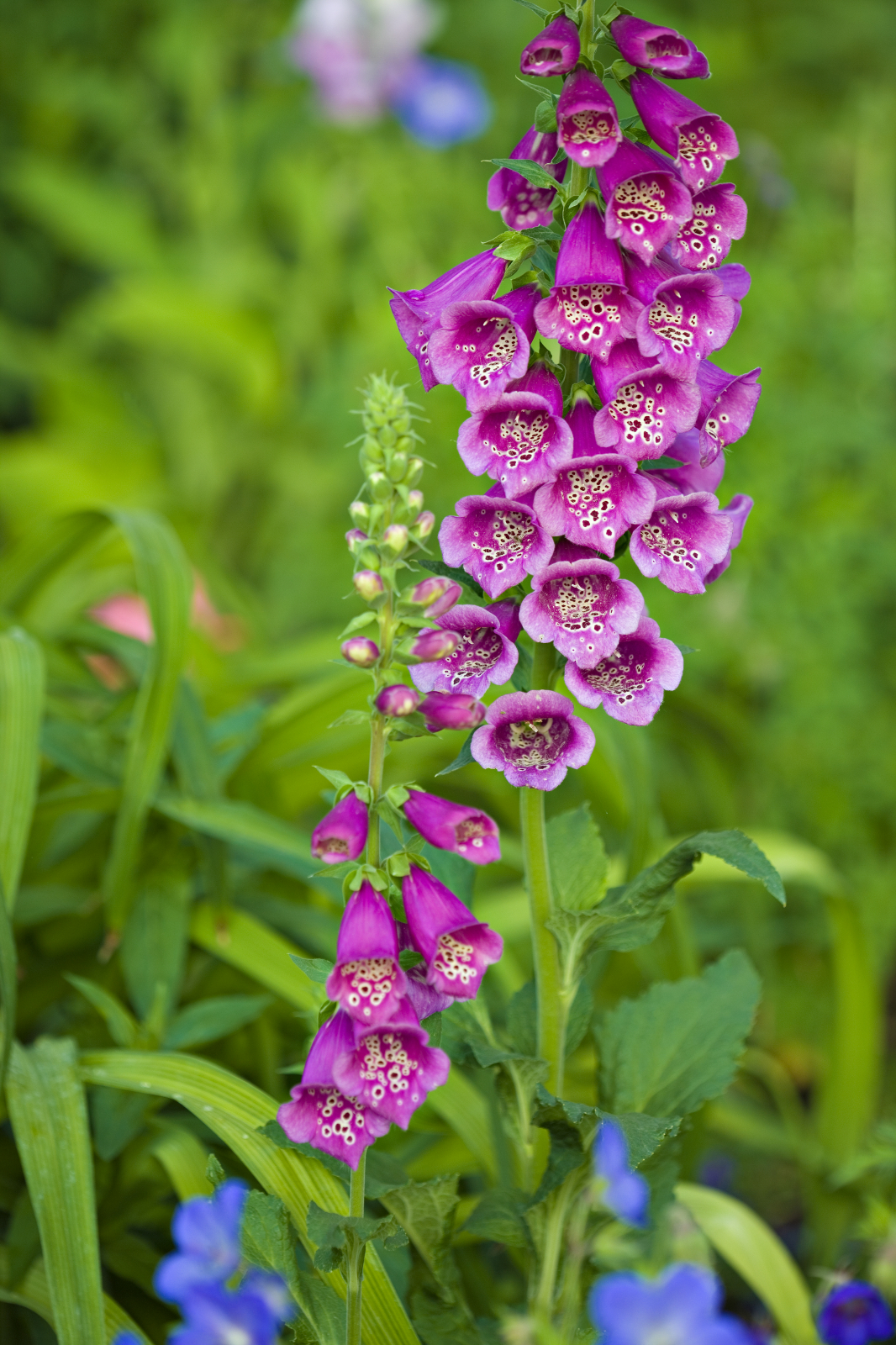 Loosestrife And Pomegranate Family - HD Wallpaper 