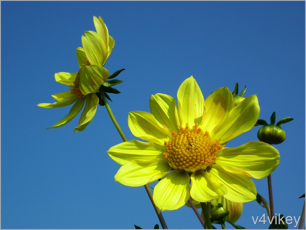 Yellow Dahlia Wallpaper - Sunflower - HD Wallpaper 