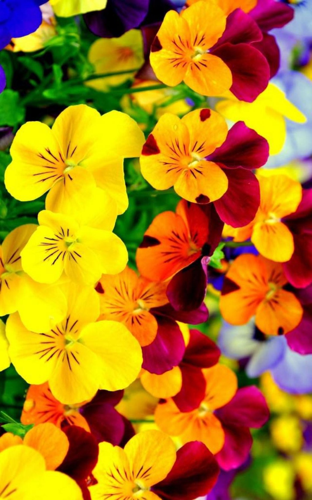 Bright Flowers Wallpaper Iphone Resolution - Bright Flower Wallpaper Iphone - HD Wallpaper 