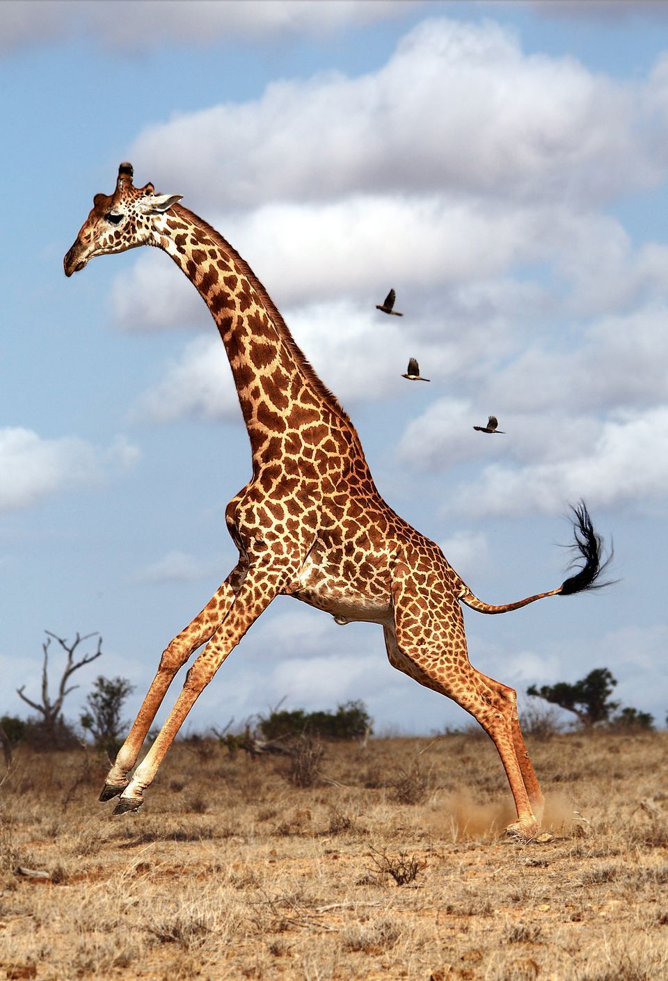 Giraffe Backgrounds, Compatible Giraffe Jumping 960x1410 Wallpaper