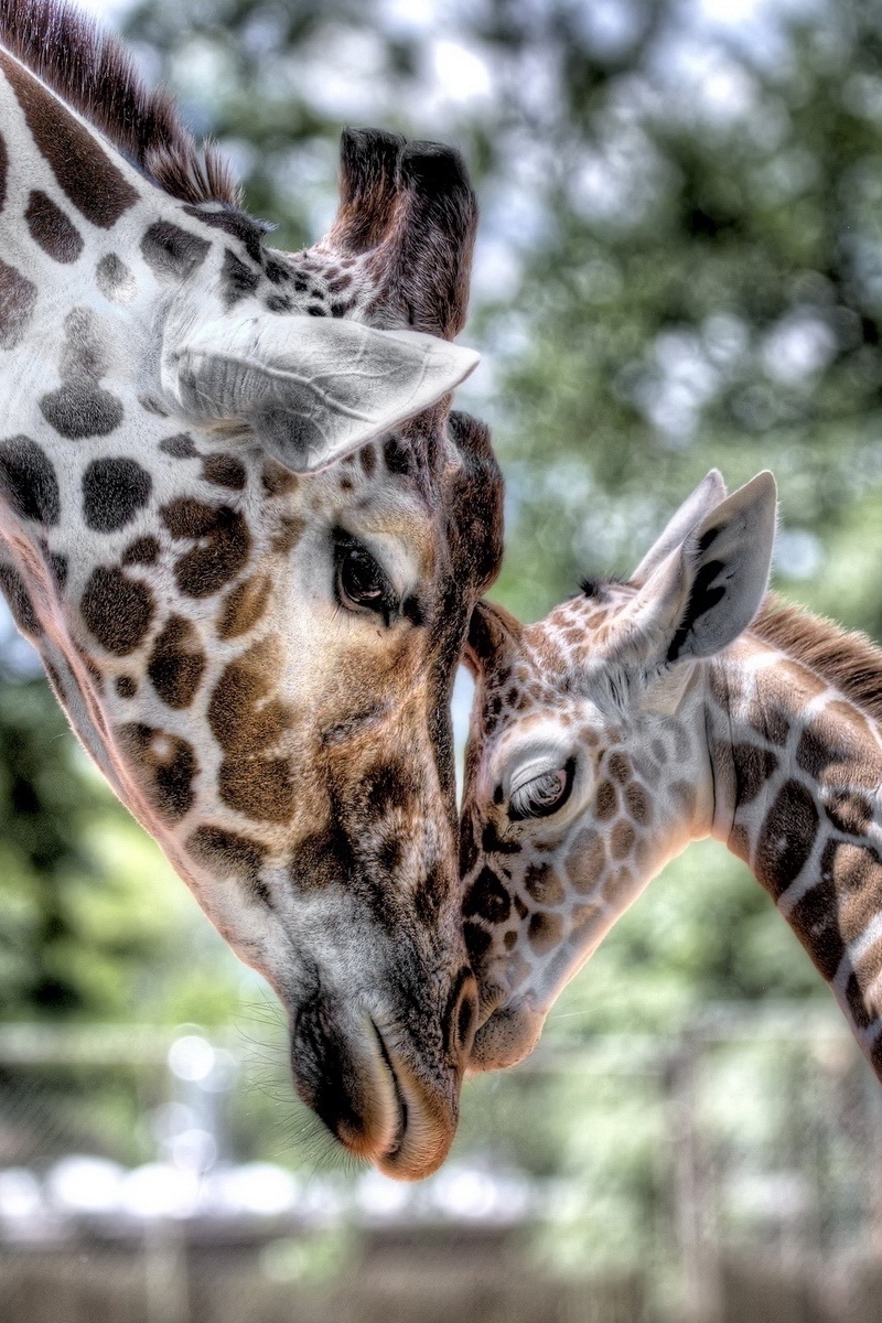 Wallpaper Cub, Giraffe, Baby, Mother, Tenderness, Hdr - Baby Giraffe Wallpaper Iphone - HD Wallpaper 