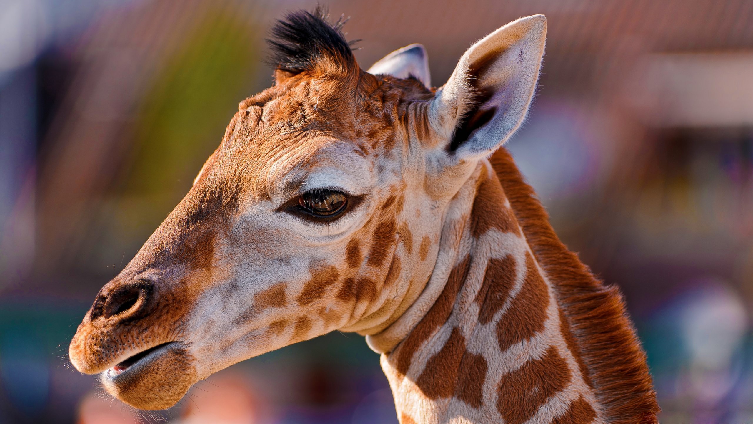 Giraffe Face Hd - HD Wallpaper 