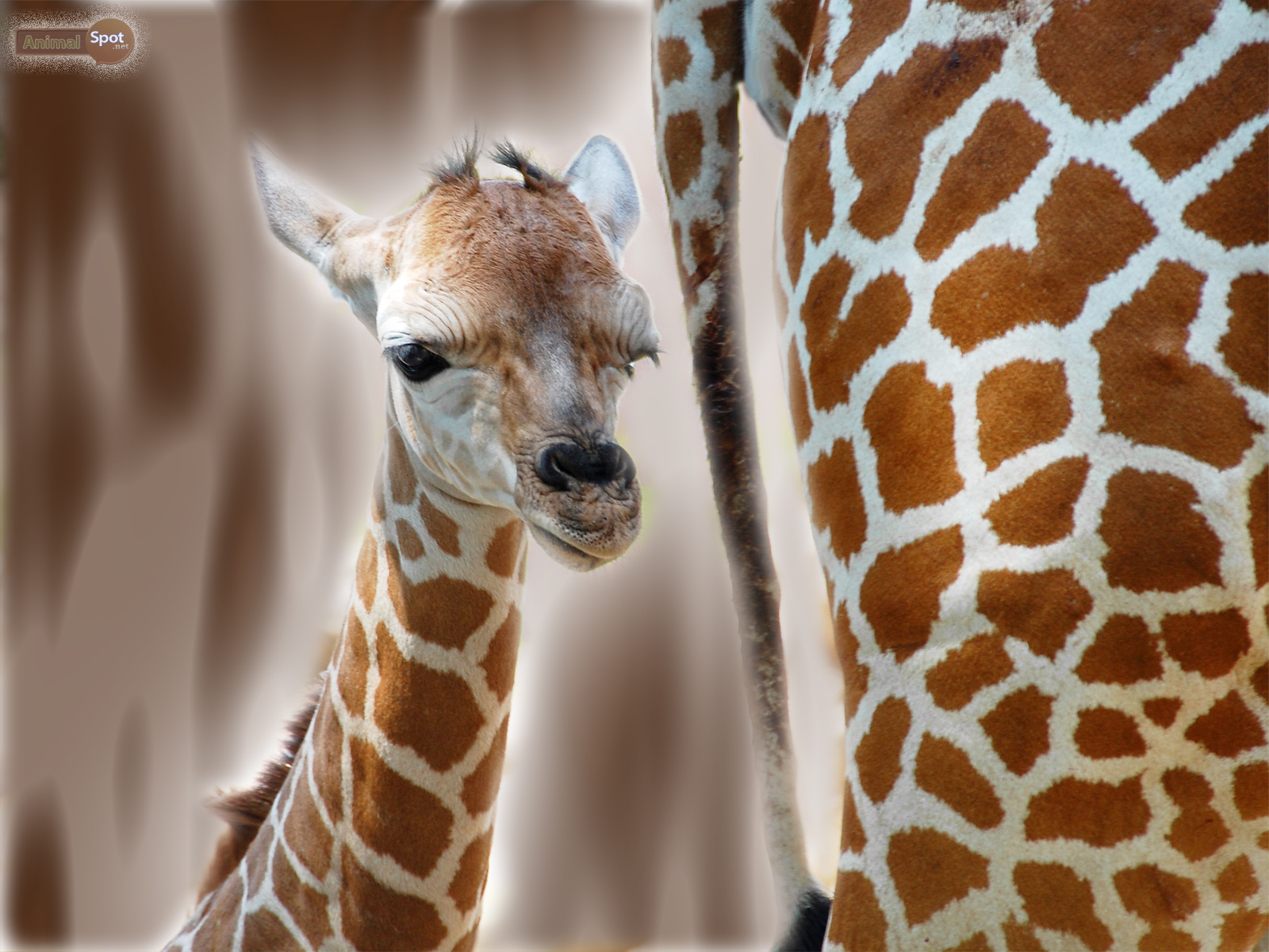 Baby Giraffe Wallpaper Cute Giraffe Wallpaper Giraffe - Animal Spot - HD Wallpaper 