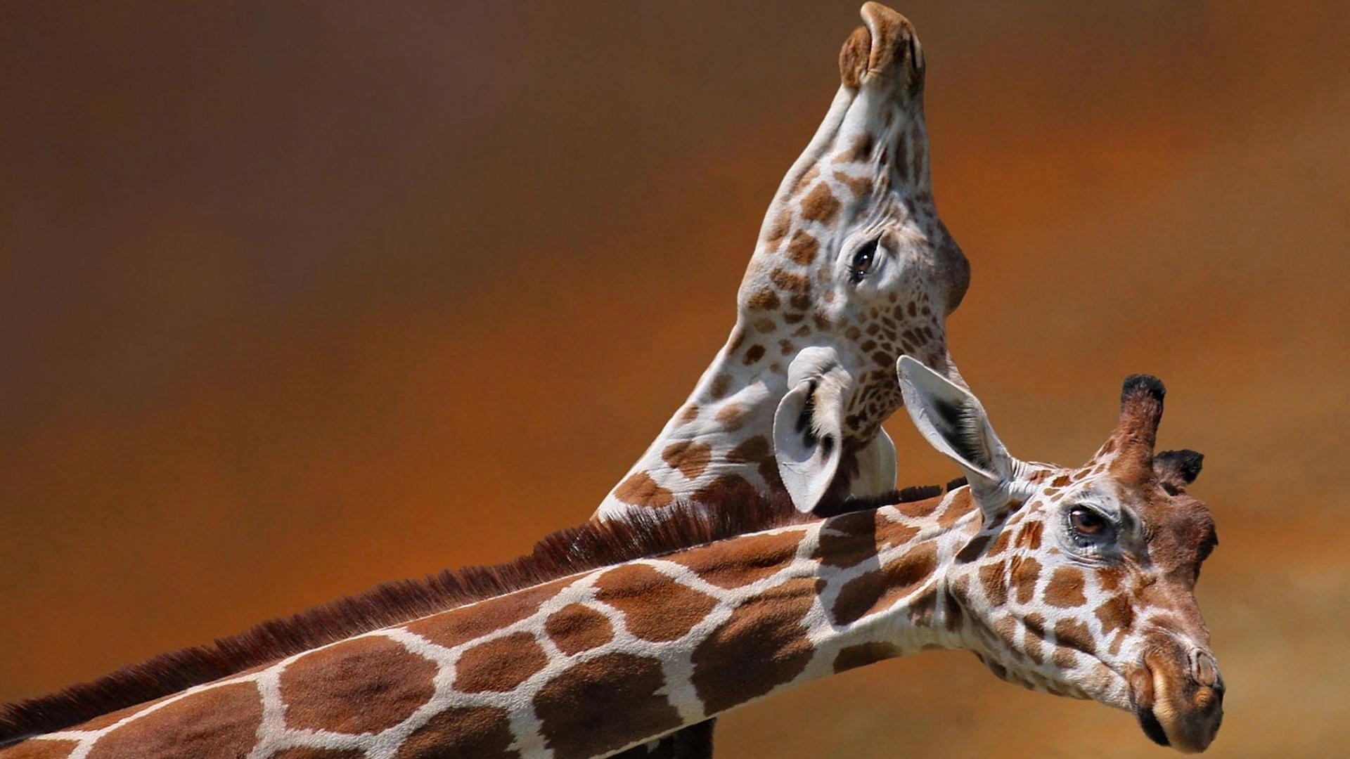 Giraffe Iphone Wallpaper Wallpaper Pinterest Iphone - National Geographic Giraffe - HD Wallpaper 