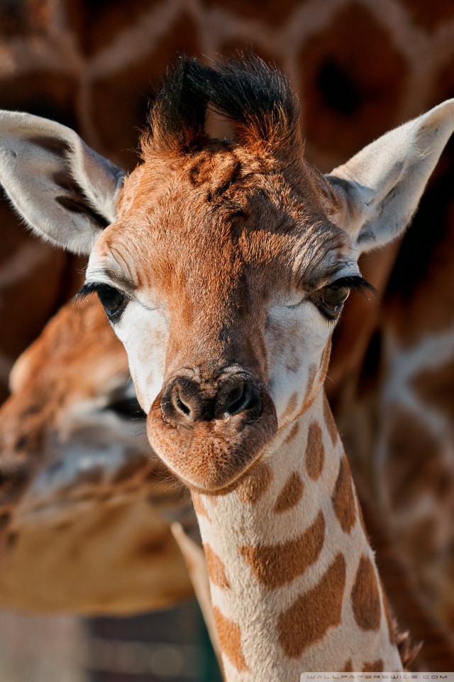 Iphone X Giraffe - HD Wallpaper 