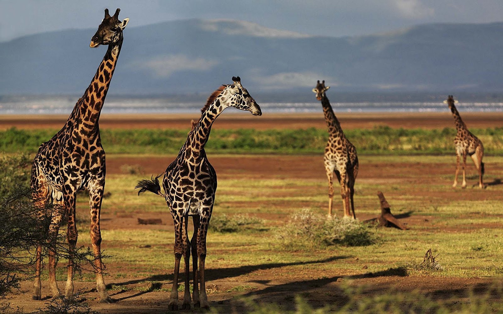 Hd Giraffes Wallpaper With A Group Of Giraffes Wallpapers - Giraffe - HD Wallpaper 