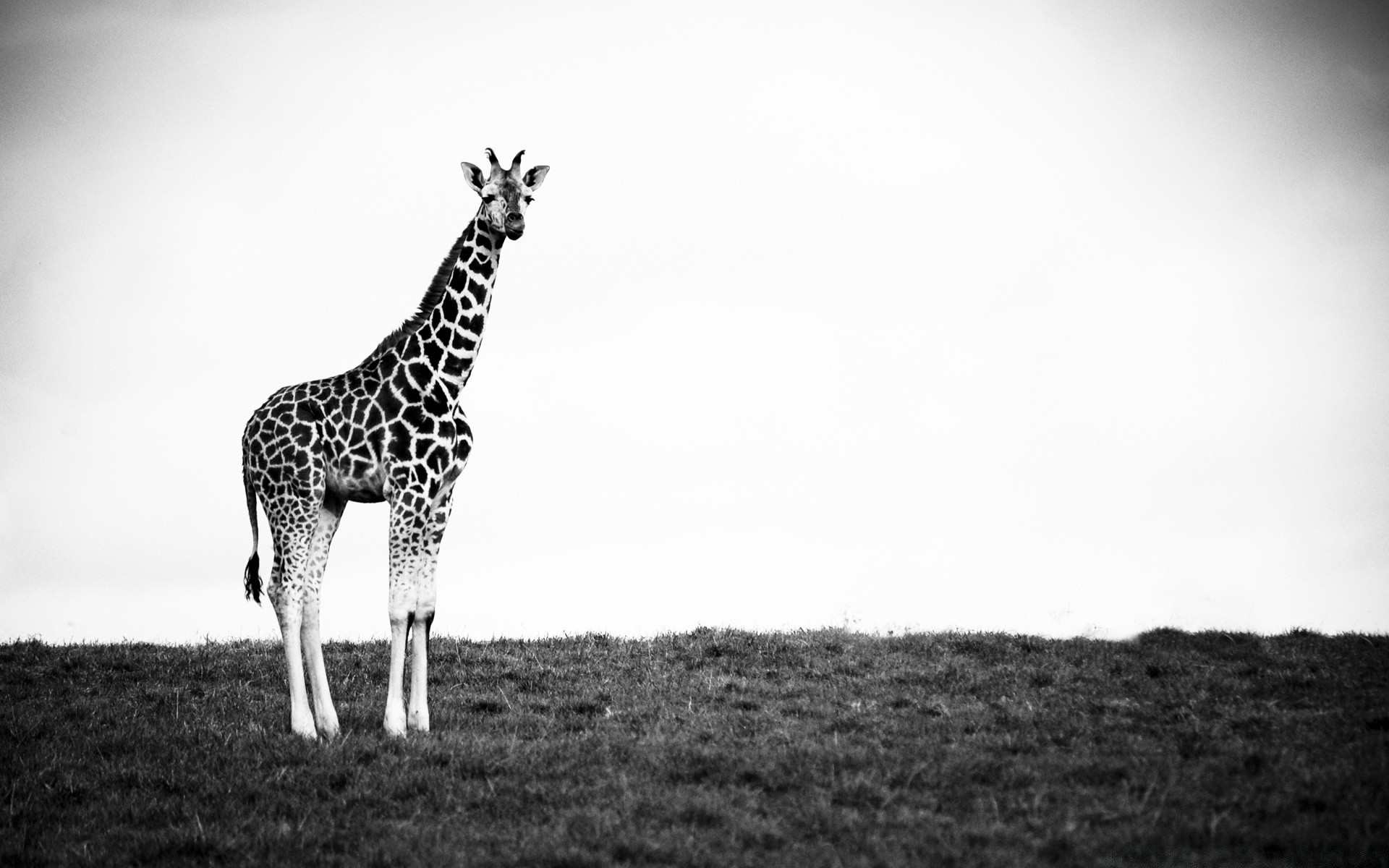 Black And White Giraffe Mammal Wildlife Safari Animal - Giraffe Iphone Wallpaper Black And White - HD Wallpaper 