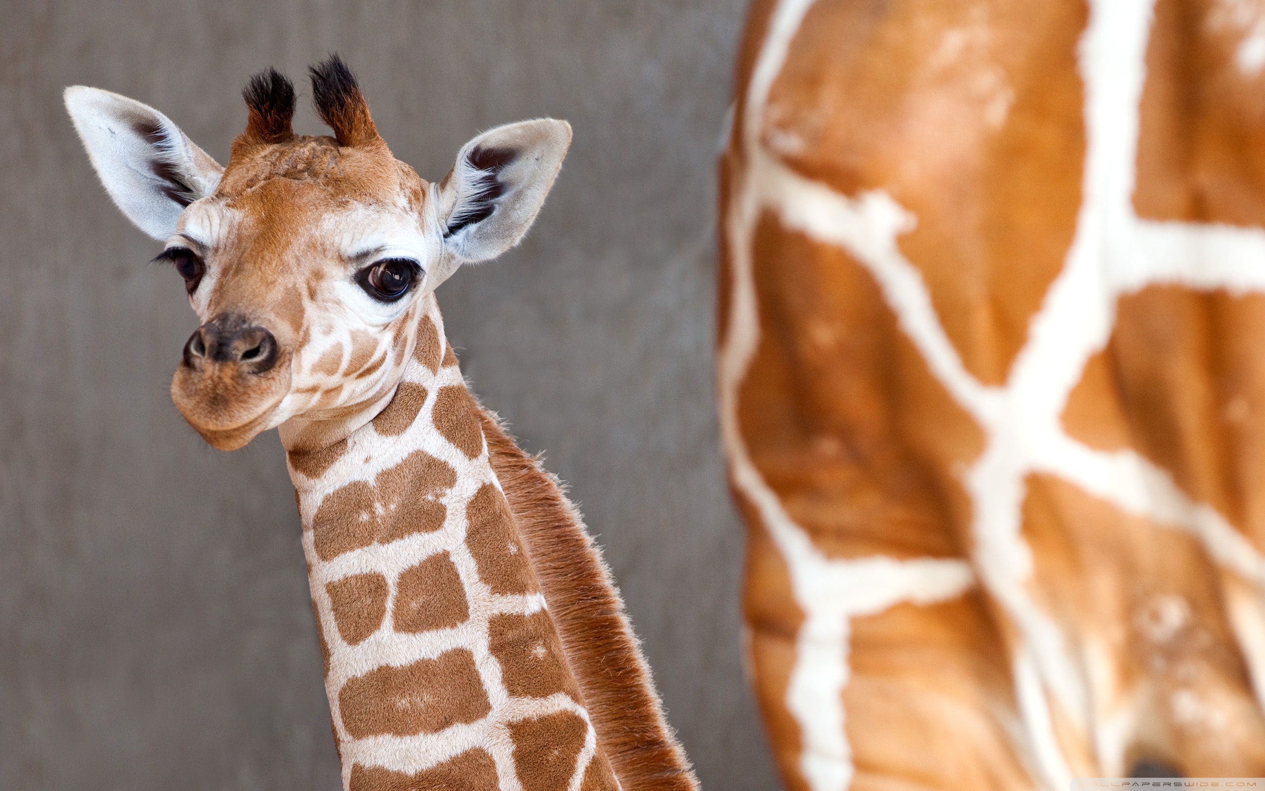Baby Giraffe - HD Wallpaper 