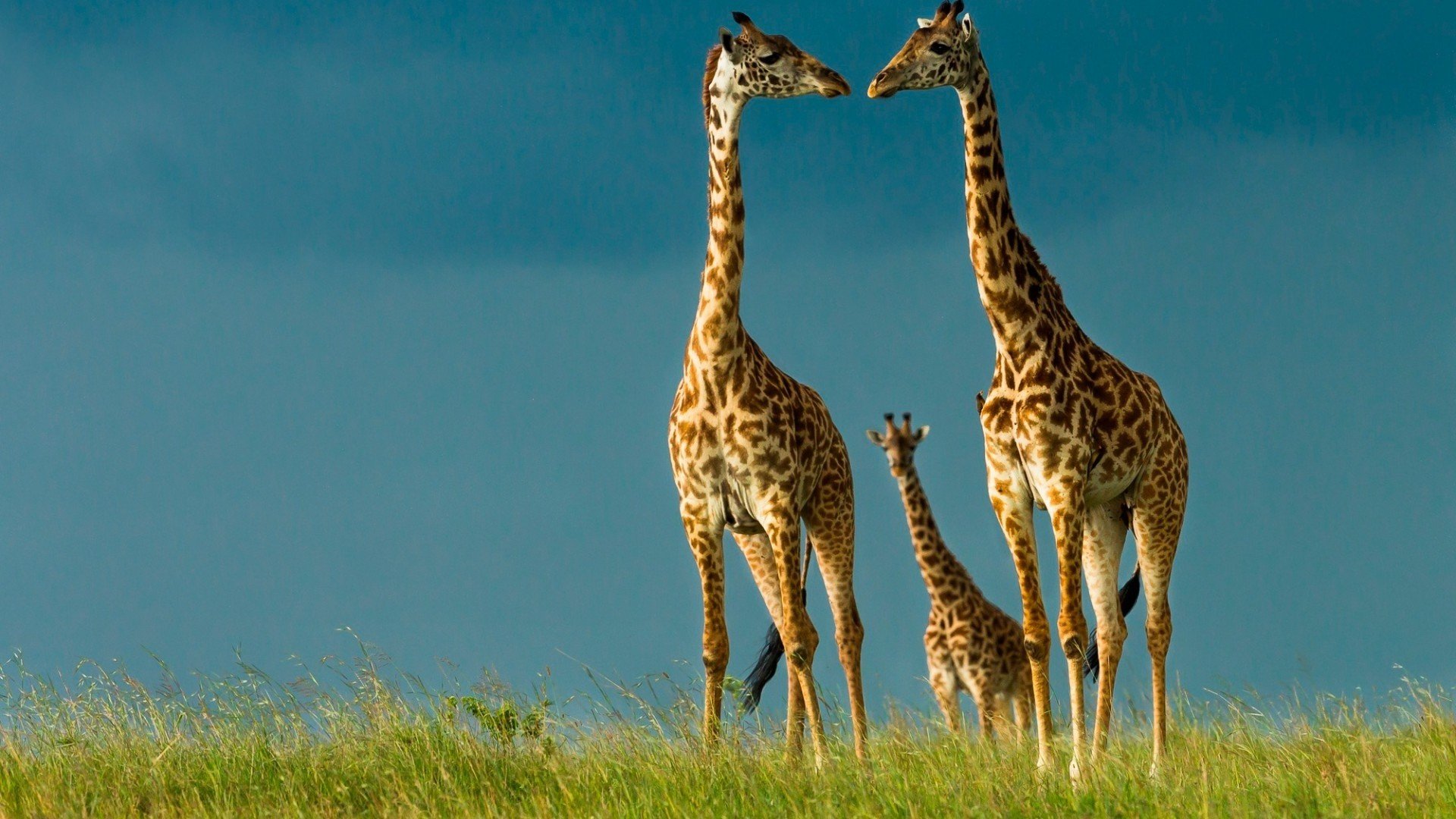 Giraffe Family Animals - HD Wallpaper 