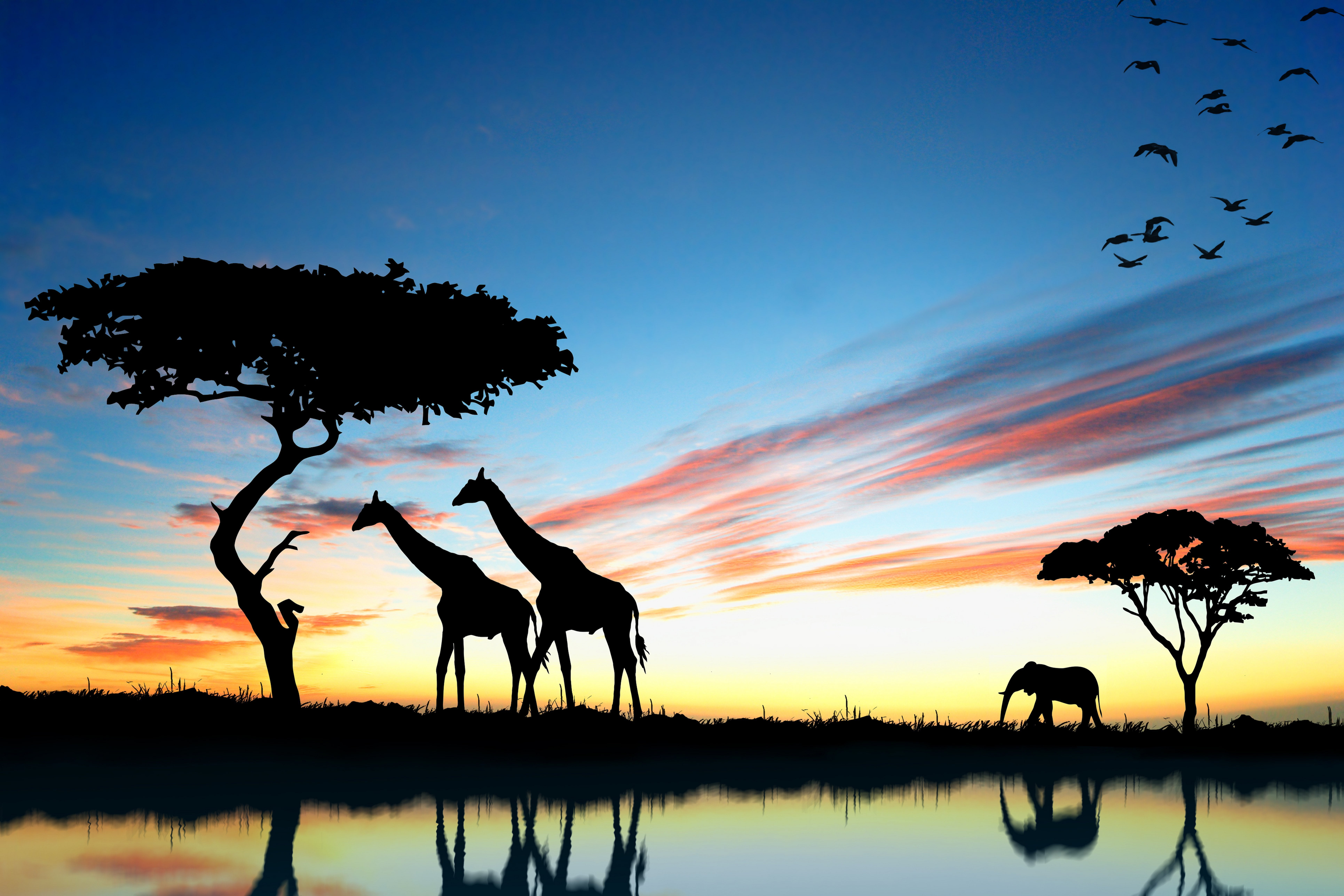 South Africa Animals Sunset - HD Wallpaper 