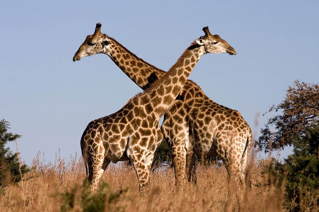 Android, Iphone, Desktop Hd Backgrounds / Wallpapers - African Giraffe - HD Wallpaper 
