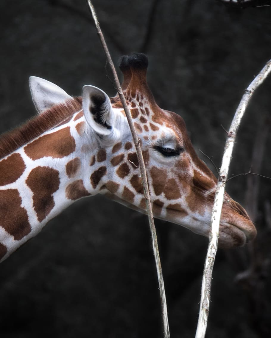 Pattern, Animal, Cute, Zoo, Animal Photography, Close-up, - Animal - HD Wallpaper 