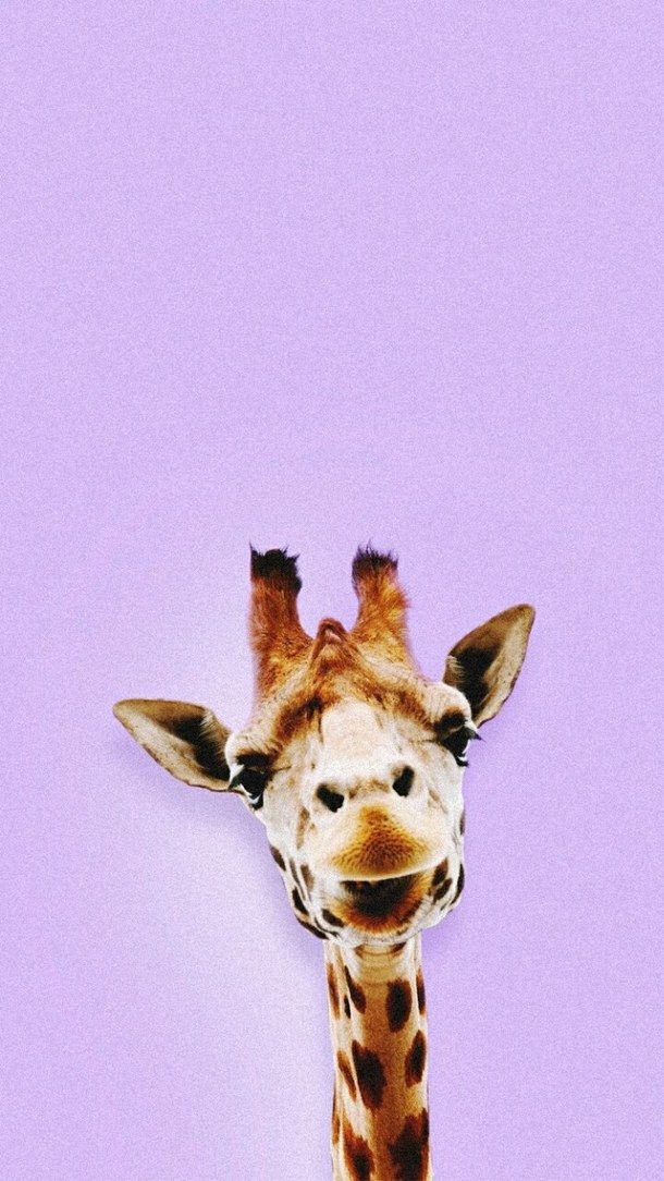 Iphone Cute Giraffe Backgrounds - HD Wallpaper 
