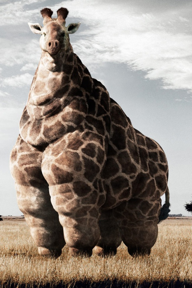 Fat Giraffe Wallpaper - Funny Animal Wallpapers For Iphone - HD Wallpaper 