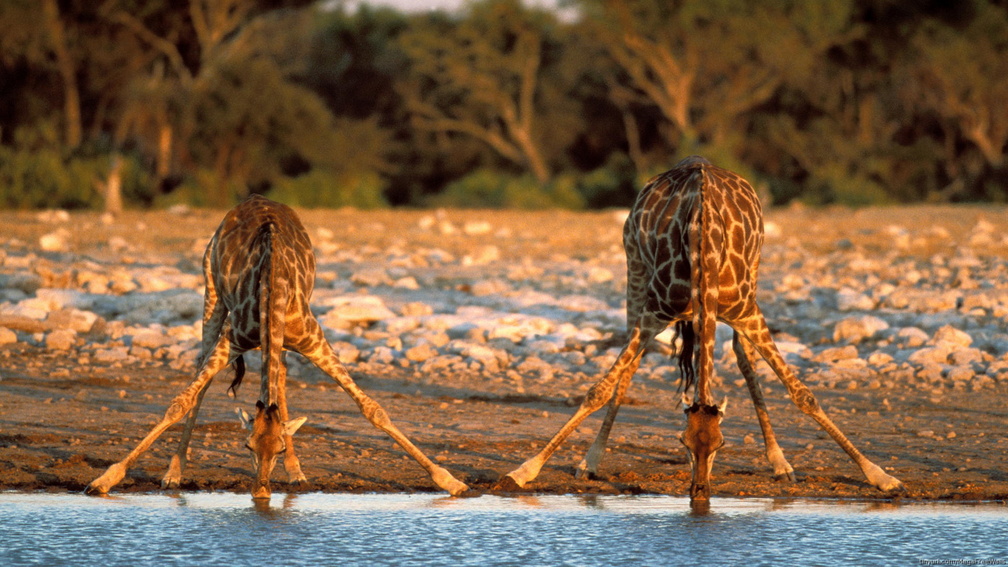 African Landscape With Animals - 1008x567 Wallpaper 