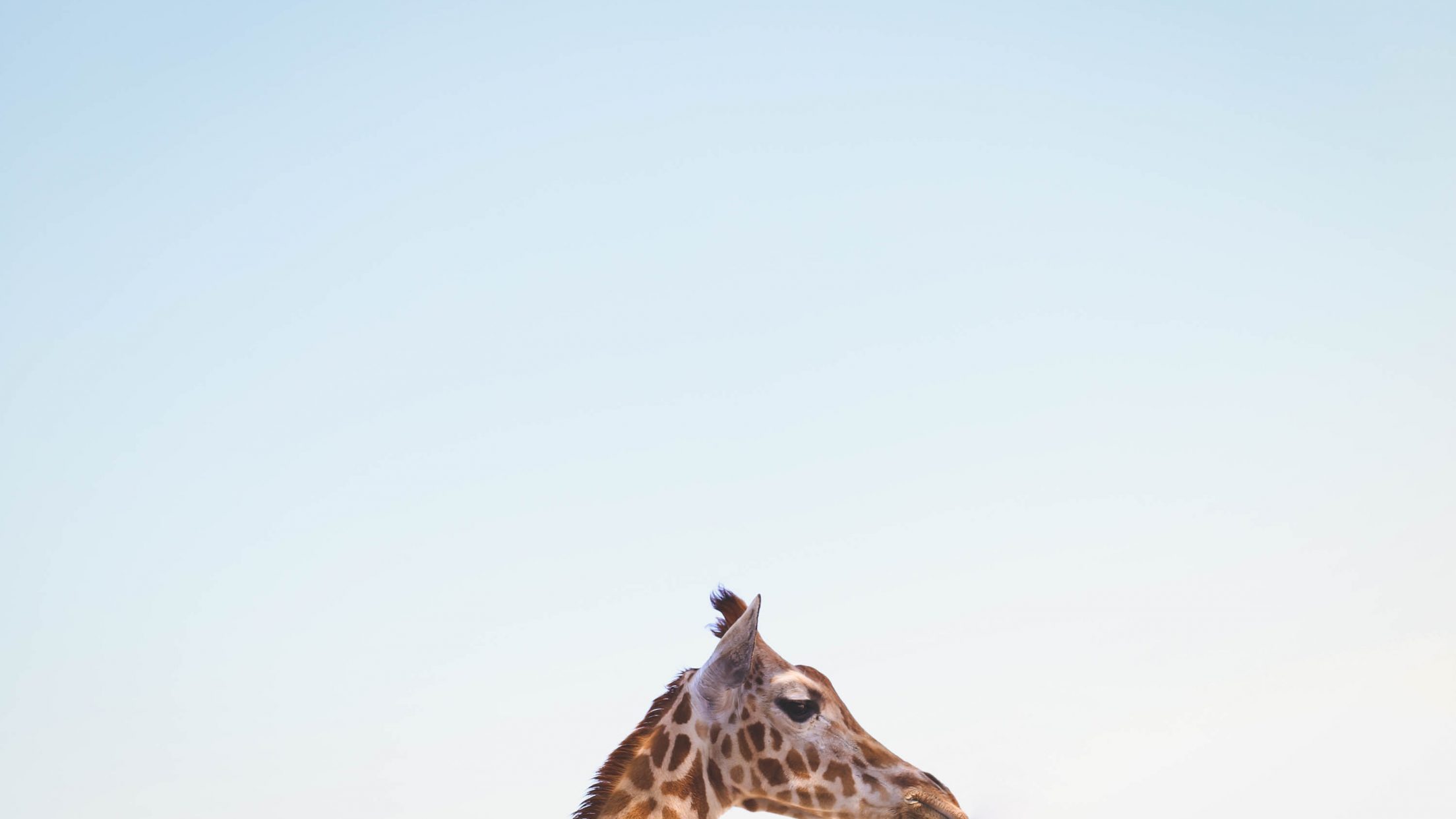Giraffe - HD Wallpaper 