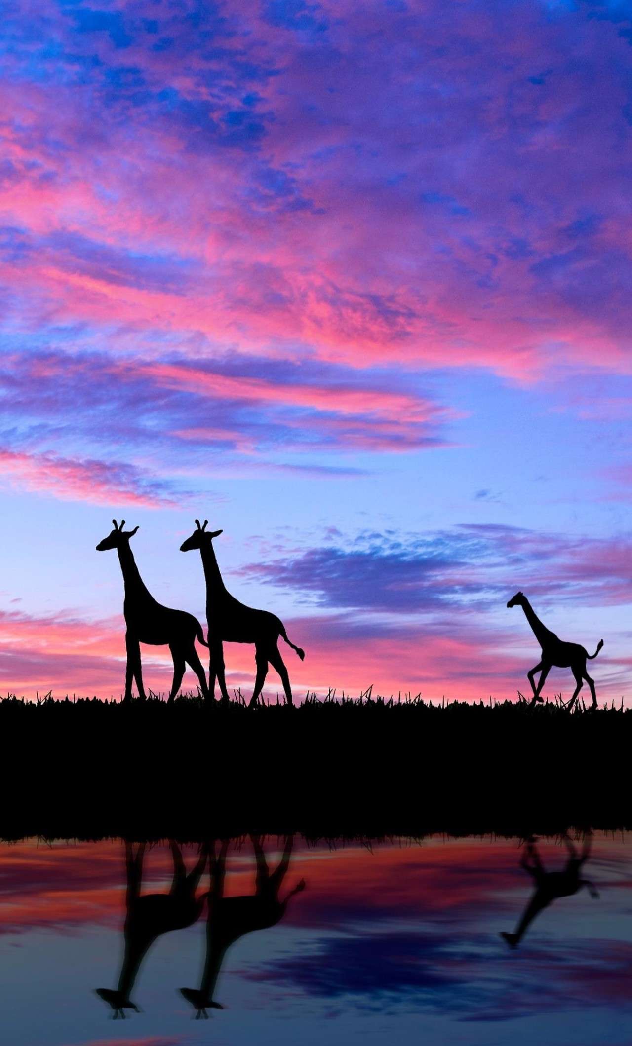 Fondos De Pantalla De Jirafas - HD Wallpaper 