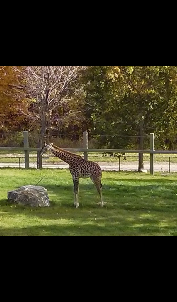 Giraffe - HD Wallpaper 