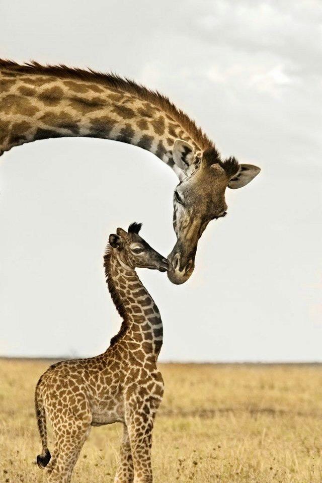 Giraffe Iphone Hd Wallpaper - Iphone Wallpaper Wild Animals - HD Wallpaper 