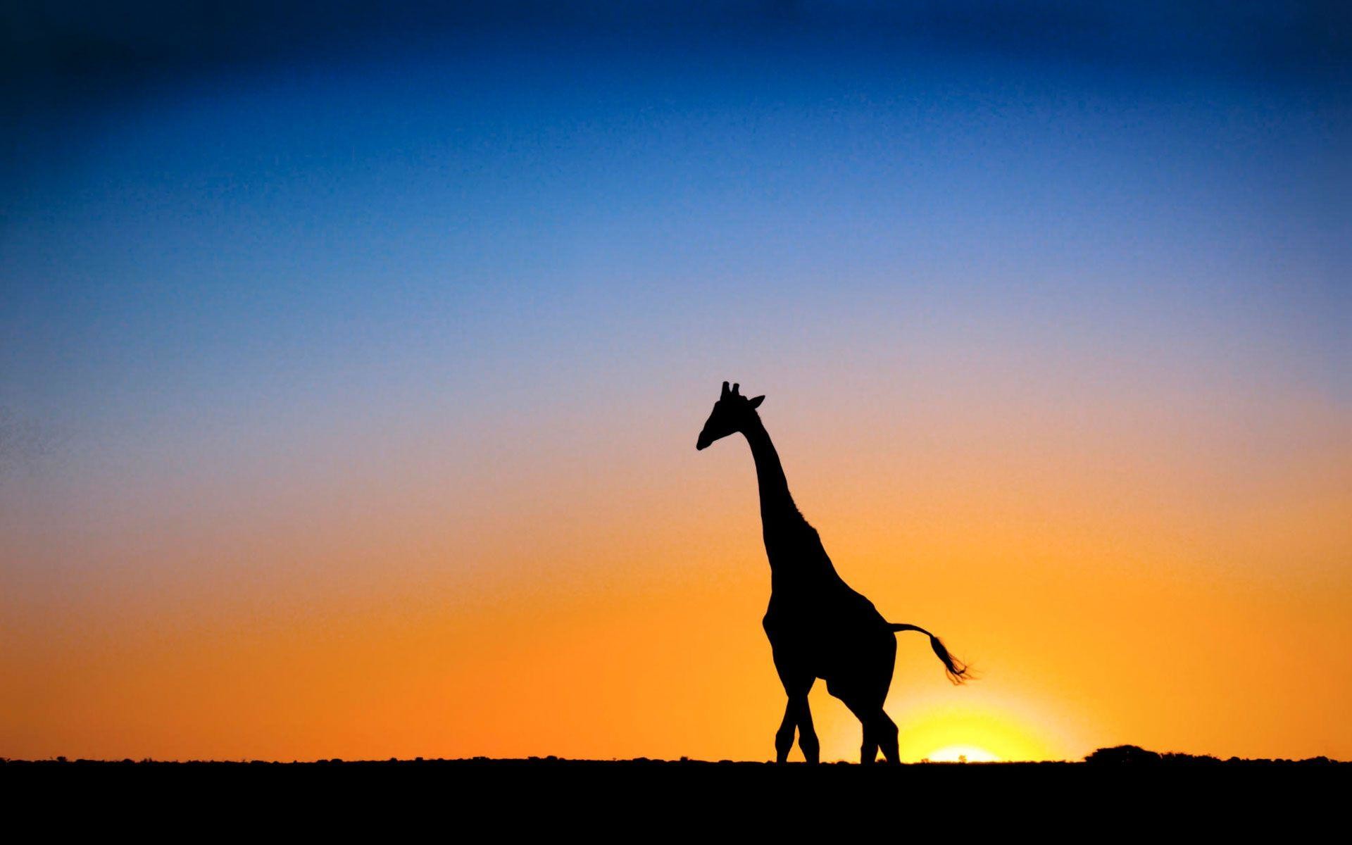 Most Downloaded Giraffe Wallpapers - Giraffe Backgrounds - HD Wallpaper 