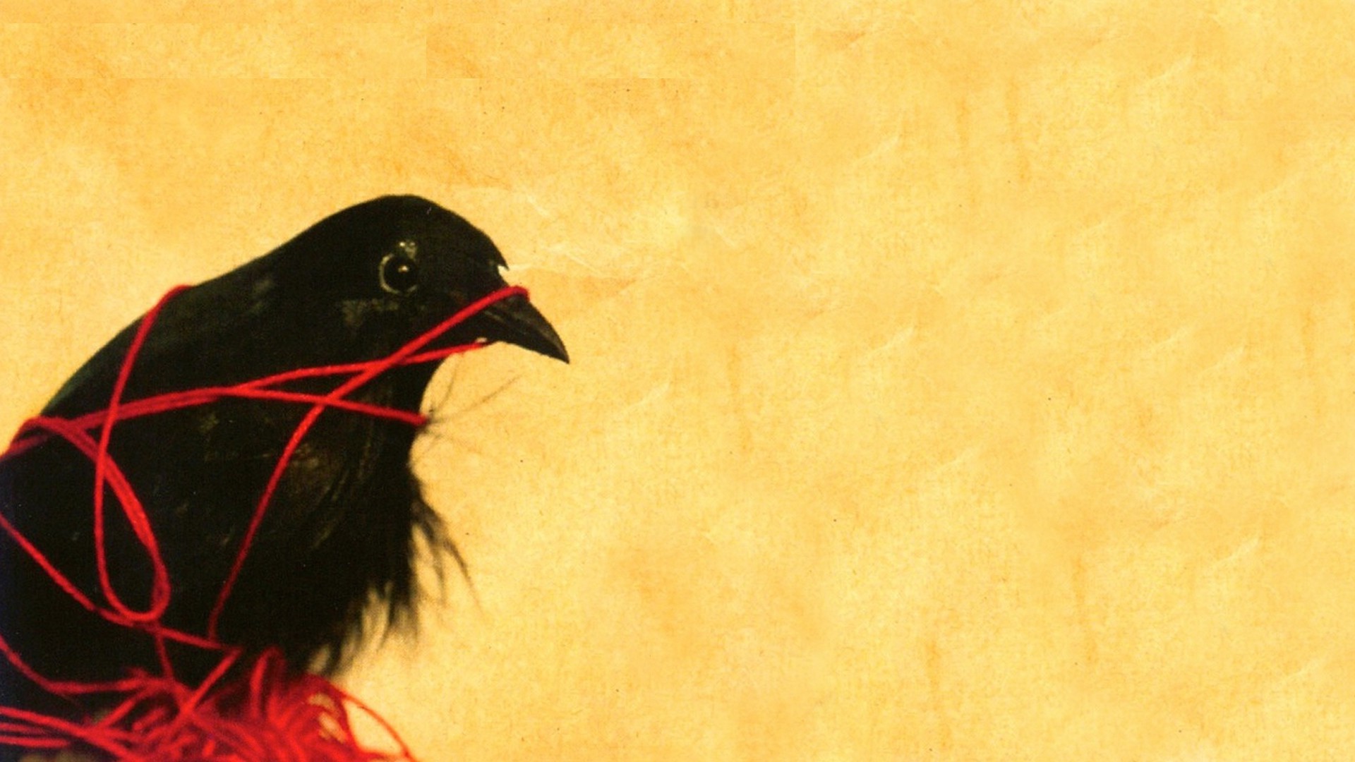 Death Cab For Cutie Raven - HD Wallpaper 