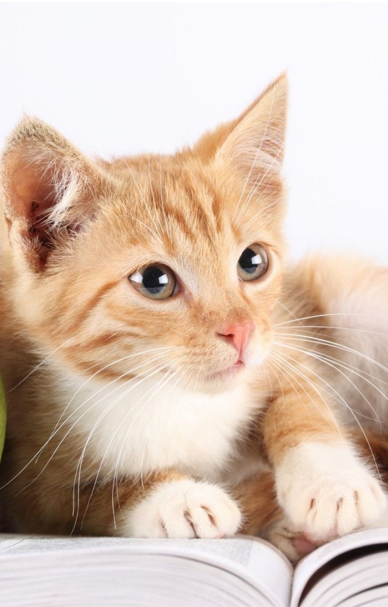 Cutie Cat - Iphone 6 Cute Cat - 768x1200 Wallpaper Cutie Cat - Iphone 6 Cute Cat - 768x1200 Wallpaper