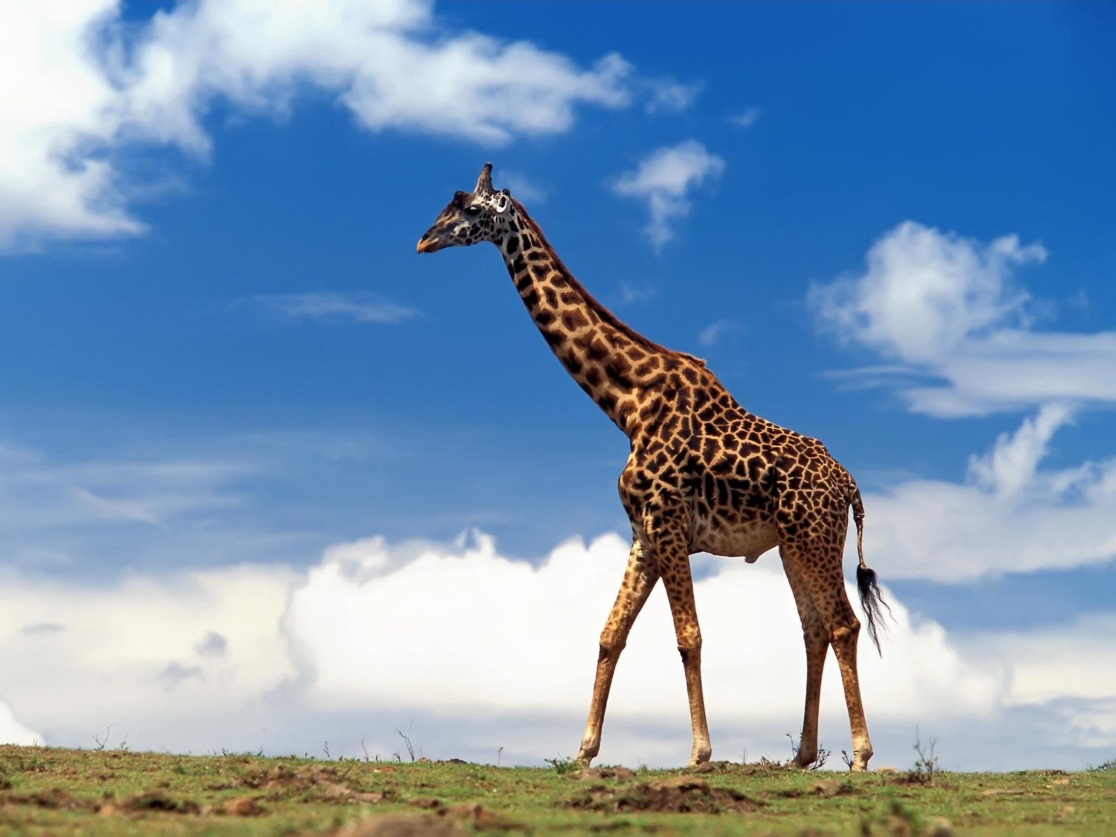 Collection Of Cute Giraffe Wallpaper On Hdwallpapers - Giraffe Wild Animals Hd - HD Wallpaper 