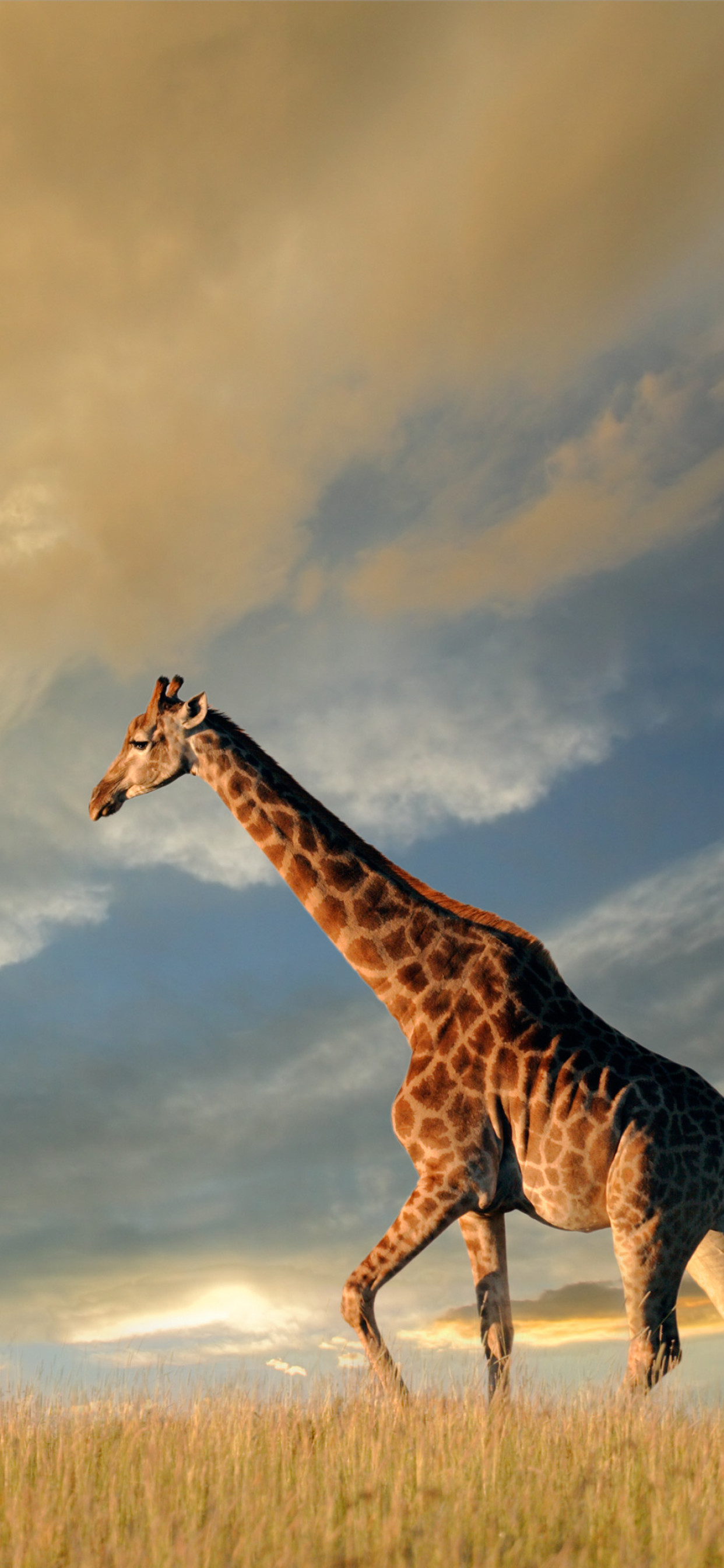Giraffe 4k Wallpaper Iphone - HD Wallpaper 