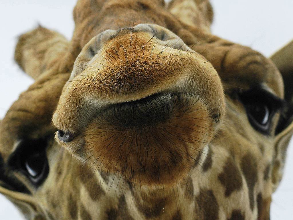Top Hd Giraffe Image - Chicago - HD Wallpaper 