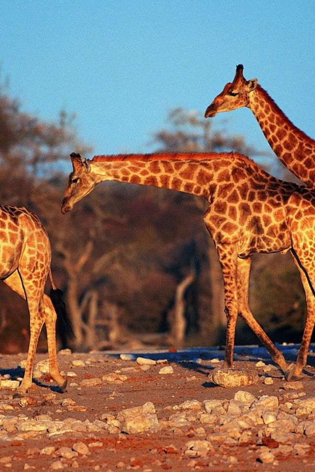 長頸鹿 - HD Wallpaper 