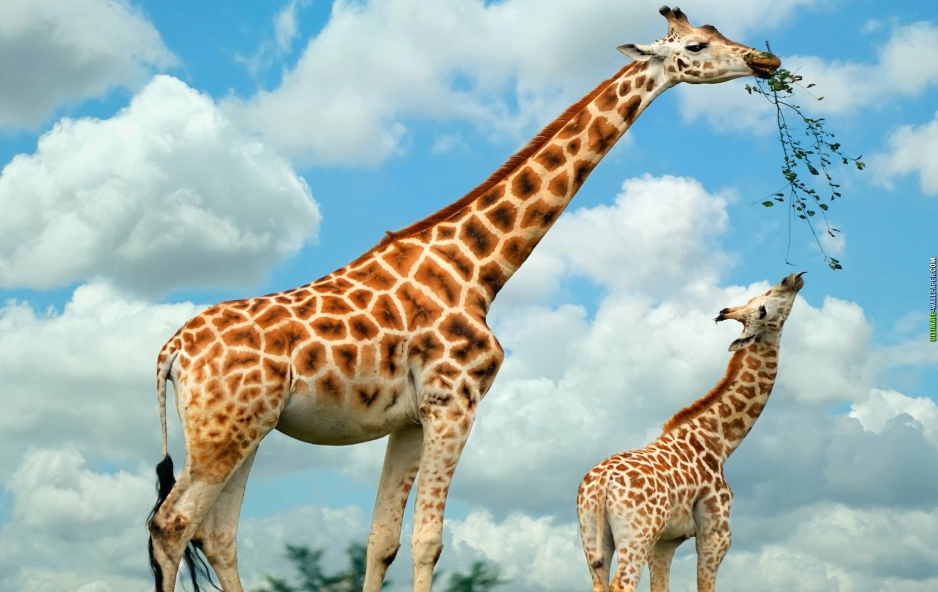 High Resolution Giraffe Hd - HD Wallpaper 