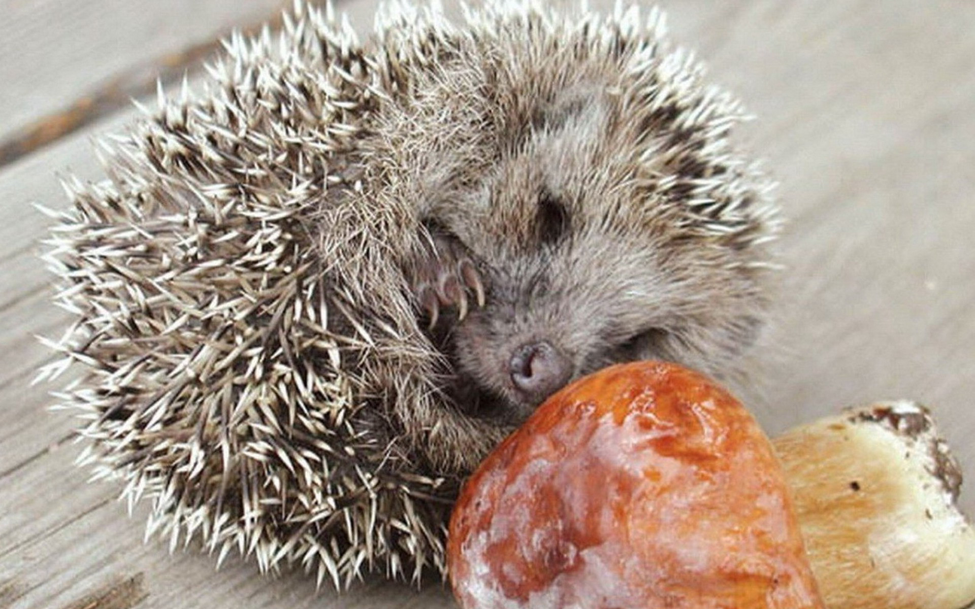 Cutie Baby Hedgehog Sleeping Food Animals Wallpaper - День Захисту Тварин Картинки - HD Wallpaper 