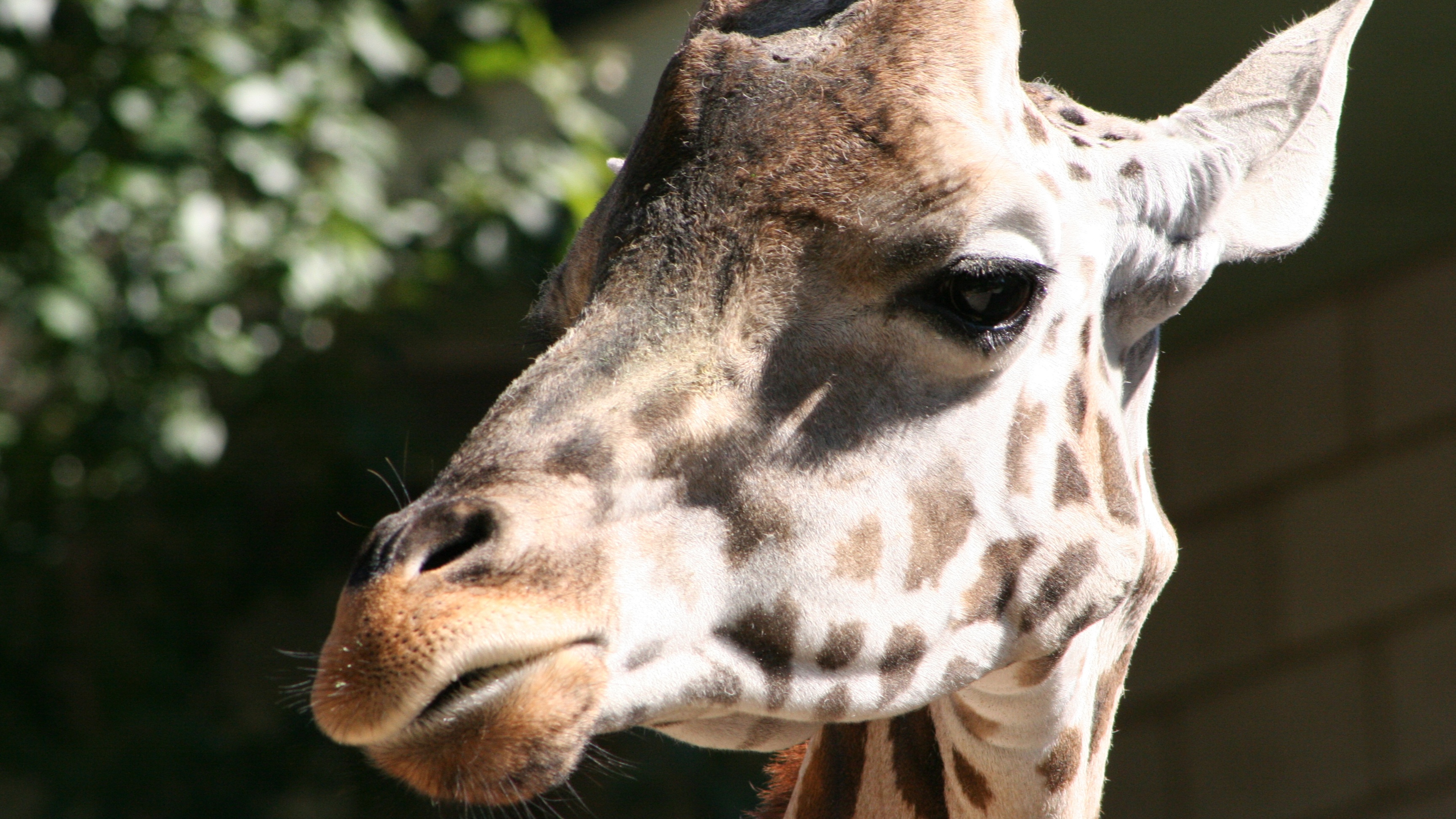 Wallpaper - HD Wallpaper 