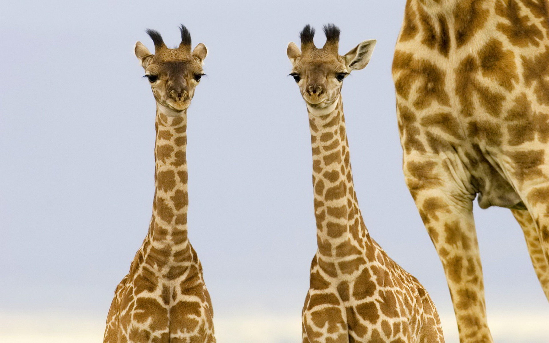 Free Download Giraffe Wallpaper Id - Giraffe Babies - 1920x1200