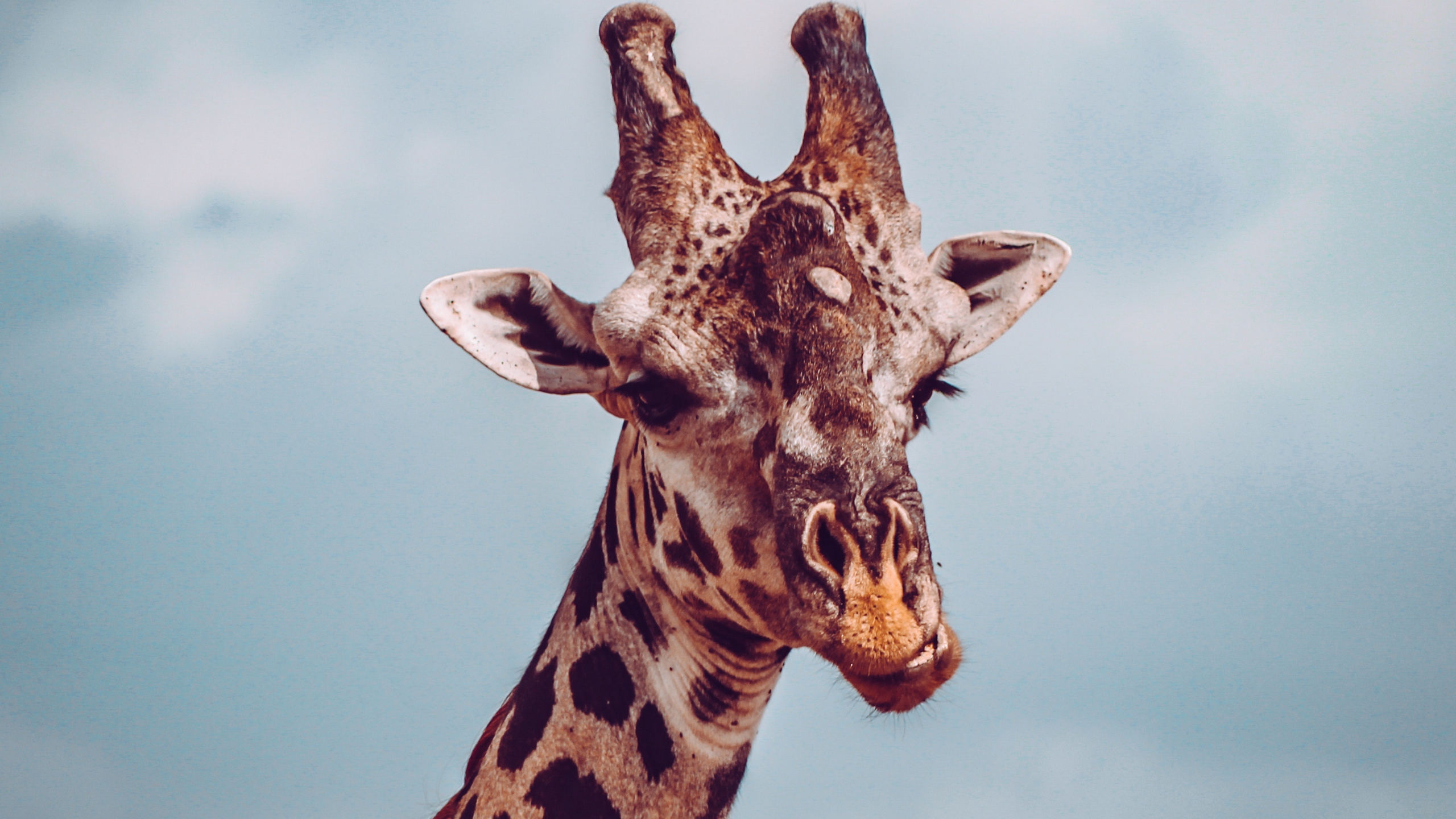 Wallpaper Giraffe, Muzzle, Funny, Dissatisfied - HD Wallpaper 